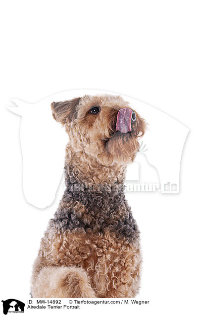 Airedale Terrier Portrait / MW-14892