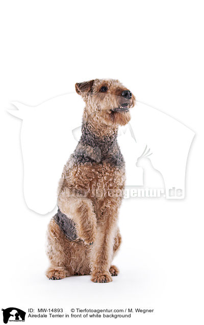 Airedale Terrier in front of white background / MW-14893
