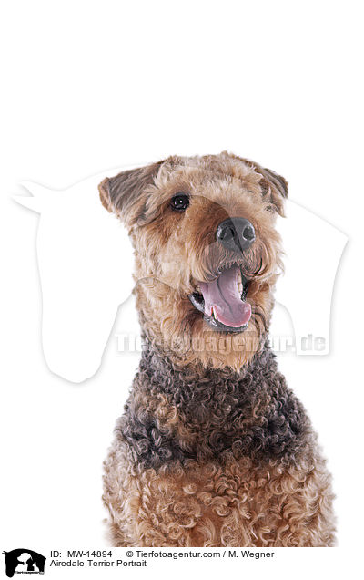 Airedale Terrier Portrait / MW-14894