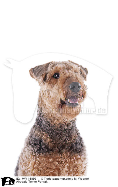 Airedale Terrier Portrait / MW-14896