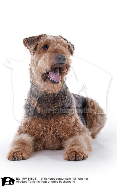 Airedale Terrier in front of white background / MW-14898