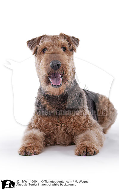 Airedale Terrier in front of white background / MW-14900