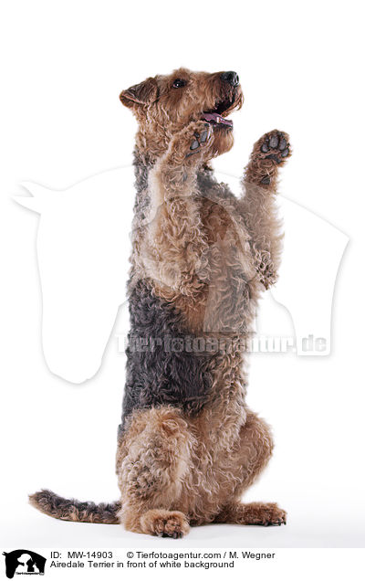 Airedale Terrier in front of white background / MW-14903