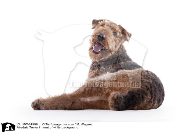 Airedale Terrier in front of white background / MW-14906