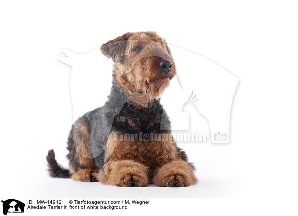 Airedale Terrier in front of white background / MW-14912