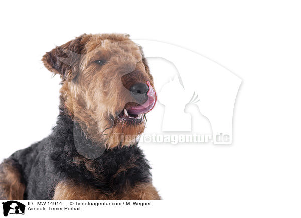 Airedale Terrier Portrait / MW-14914