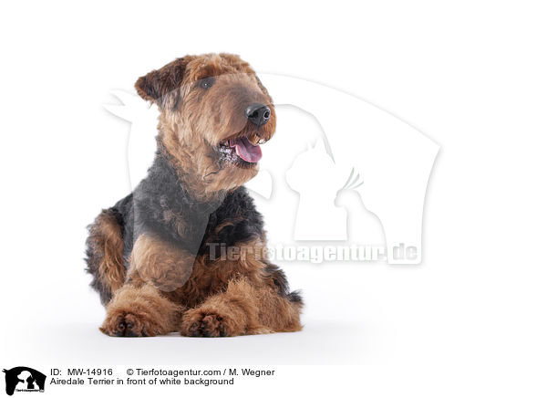 Airedale Terrier in front of white background / MW-14916