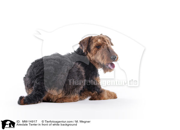 Airedale Terrier in front of white background / MW-14917