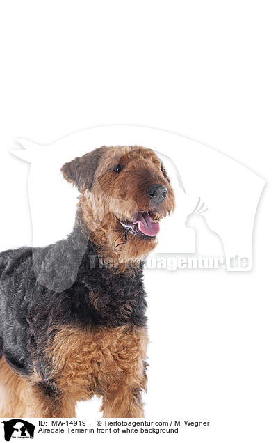Airedale Terrier in front of white background / MW-14919