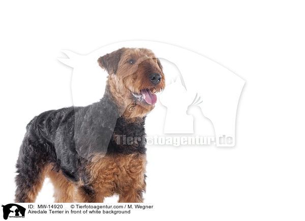 Airedale Terrier in front of white background / MW-14920