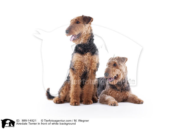 Airedale Terrier in front of white background / MW-14921