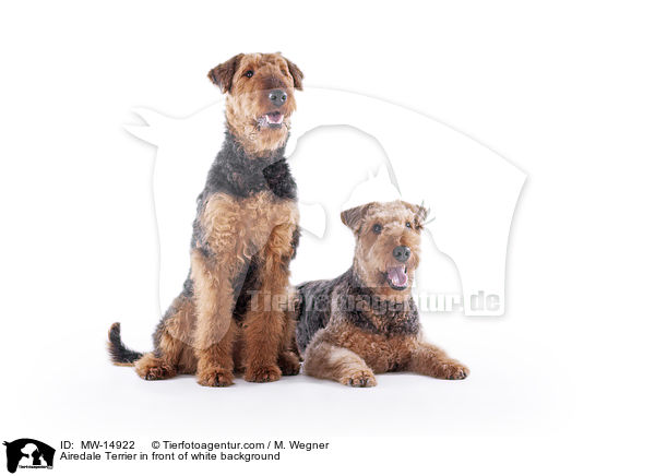 Airedale Terrier in front of white background / MW-14922