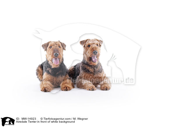 Airedale Terrier in front of white background / MW-14923
