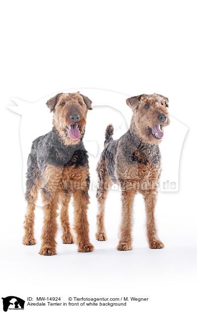 Airedale Terrier in front of white background / MW-14924