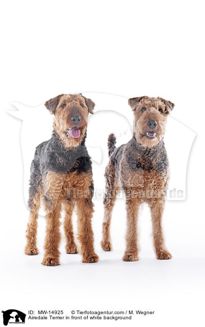 Airedale Terrier in front of white background / MW-14925