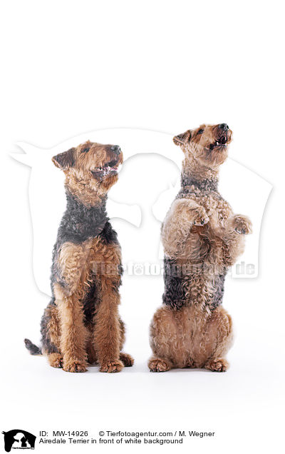 Airedale Terrier in front of white background / MW-14926