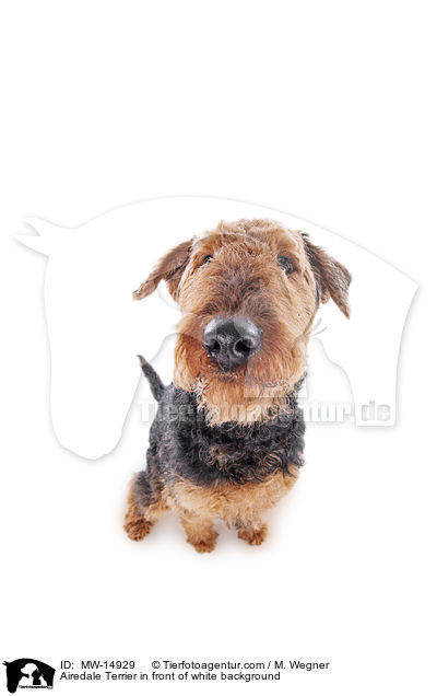 Airedale Terrier in front of white background / MW-14929