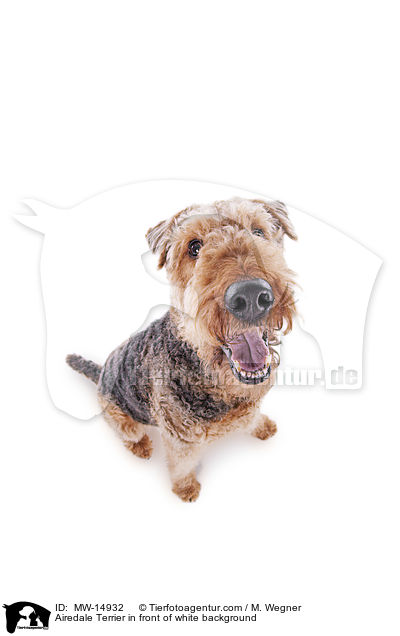 Airedale Terrier in front of white background / MW-14932