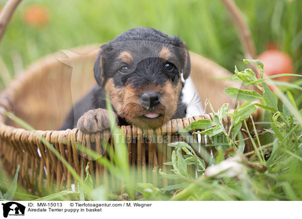Airedale Terrier puppy in basket / MW-15013