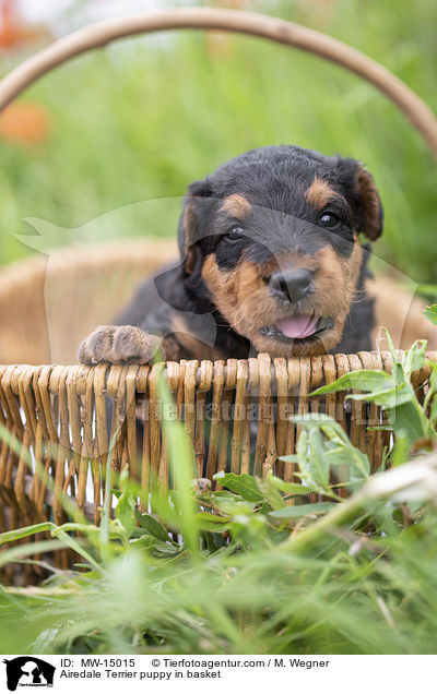 Airedale Terrier puppy in basket / MW-15015