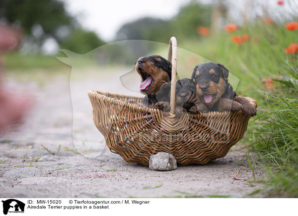 Airedale Terrier puppies in a basket / MW-15020