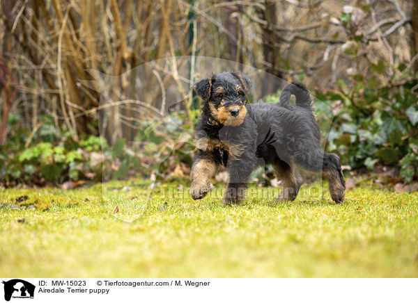 Airedale Terrier puppy / MW-15023
