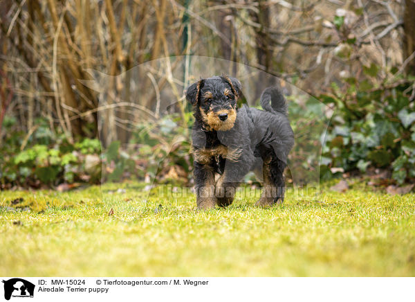 Airedale Terrier puppy / MW-15024