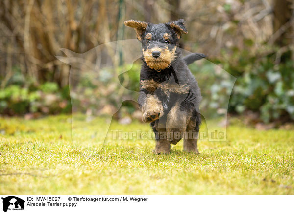 Airedale Terrier puppy / MW-15027