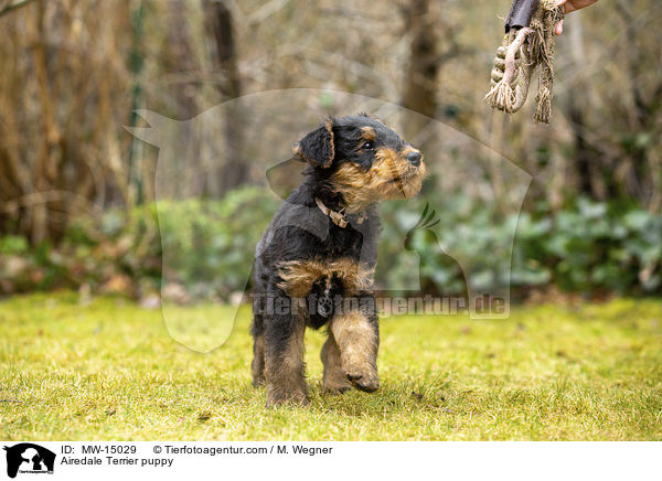 Airedale Terrier puppy / MW-15029