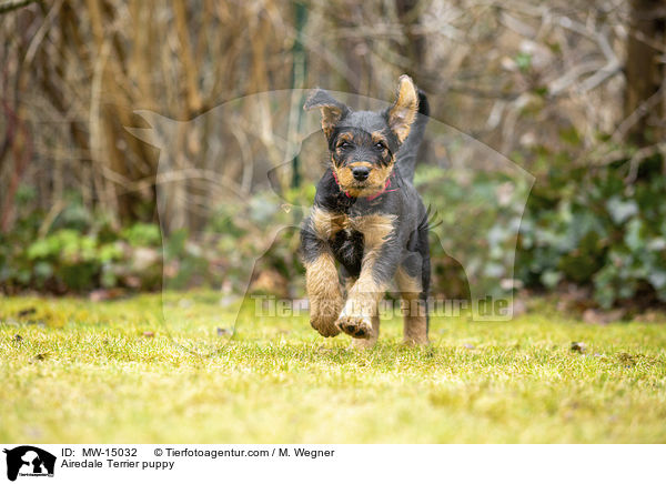 Airedale Terrier puppy / MW-15032