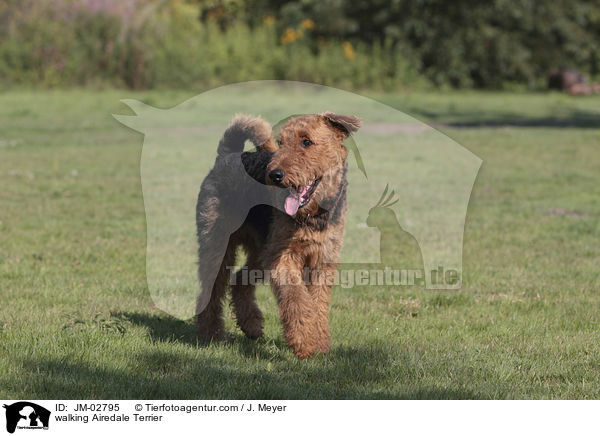 walking Airedale Terrier / JM-02795
