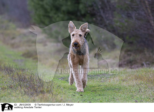 walking Airedale Terrier / JM-02808