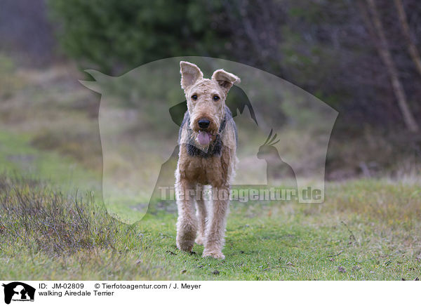 walking Airedale Terrier / JM-02809