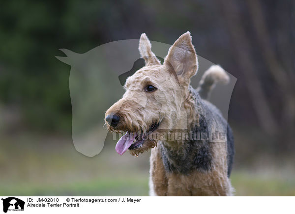 Airedale Terrier Portrait / JM-02810
