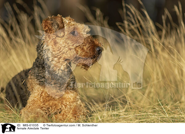 female Airedale Terrier / MIS-01035