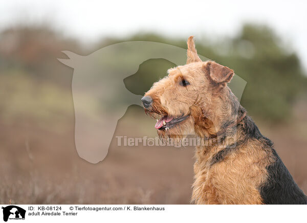 adult Airedale Terrier / KB-08124