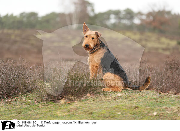 adult Airedale Terrier / KB-08130