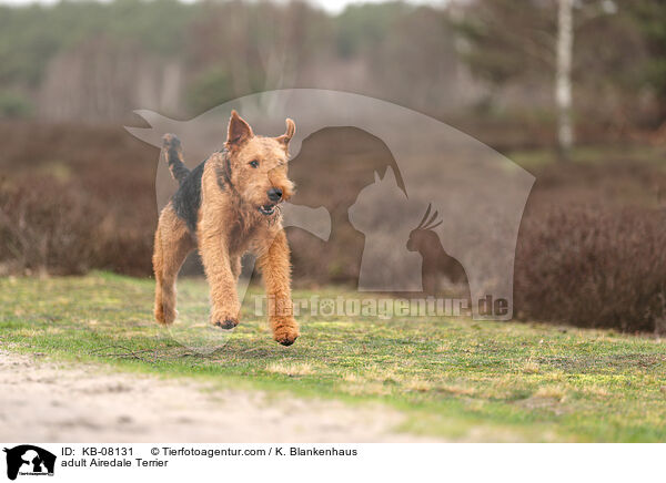 adult Airedale Terrier / KB-08131