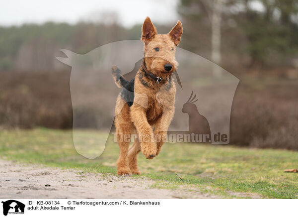 adult Airedale Terrier / KB-08134