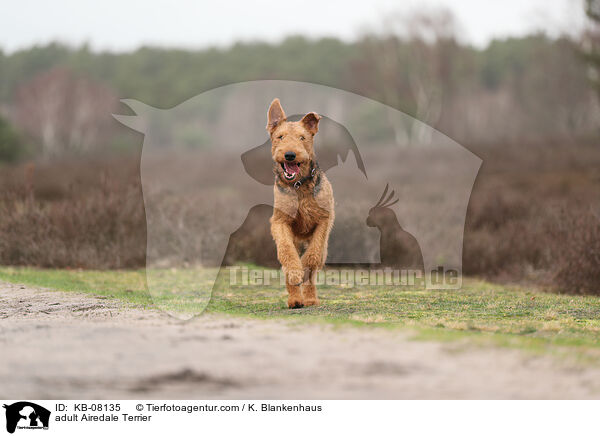 adult Airedale Terrier / KB-08135