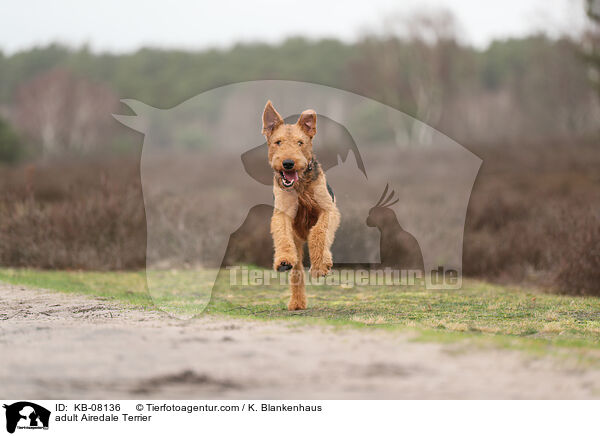 adult Airedale Terrier / KB-08136