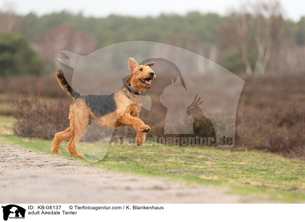 adult Airedale Terrier / KB-08137