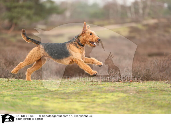 adult Airedale Terrier / KB-08139