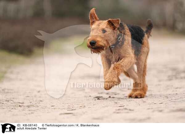 adult Airedale Terrier / KB-08140