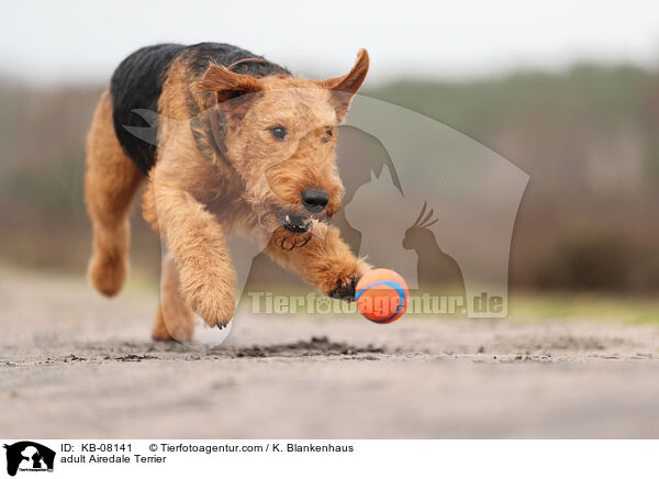 adult Airedale Terrier / KB-08141