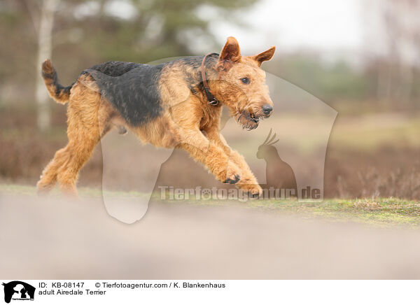 adult Airedale Terrier / KB-08147
