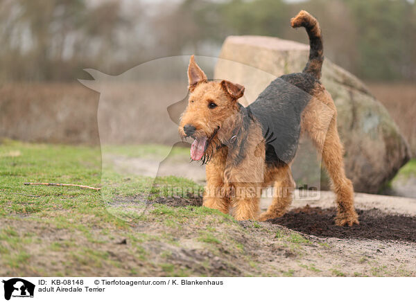 adult Airedale Terrier / KB-08148