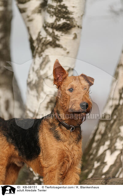 adult Airedale Terrier / KB-08151