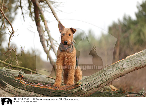 adult Airedale Terrier / KB-08159