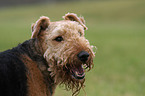 Airedale Terrier Portrait